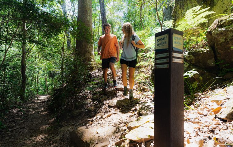 Hiking trail to Booloumba Falls through the beautiful forest.